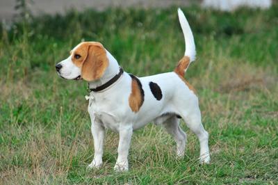 pet-3635986_1280