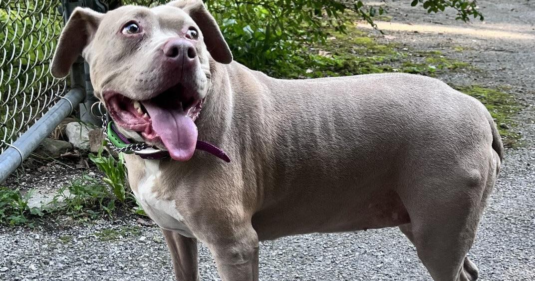 UPDATE: Dog OK, will be reunited with Iowa family after deadly crash on Interstate 64