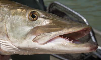 The Wisconsin Musky Is A Trophy Fish Even When It's Fake : NPR