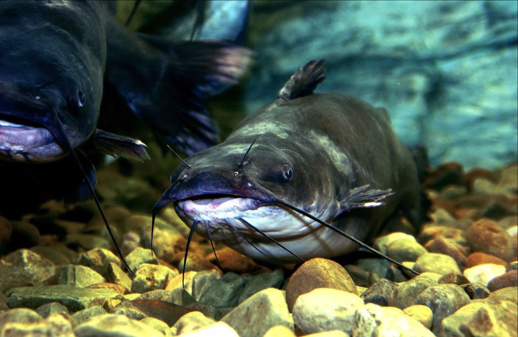 West Virginia's catfish noodling season opens Friday Hunting & Fishing