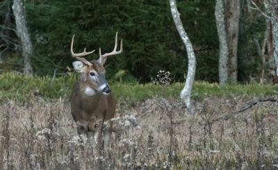 Buck