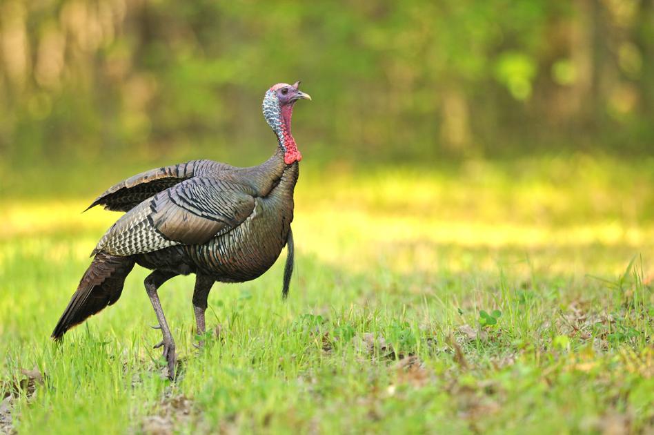 Turkey Grouse Woodcock Hunters Will Have To Work Harder This