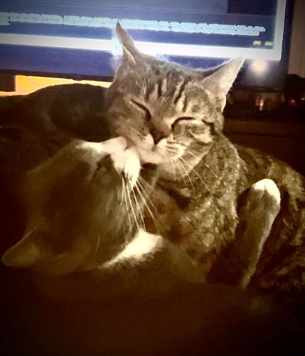 tate and stubbs.jpg