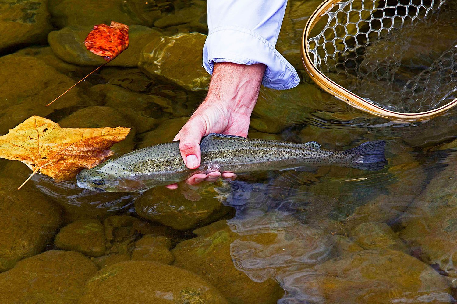 DNR Announces Return Of Trout Stocking, New Fishing Regulations | Metro ...