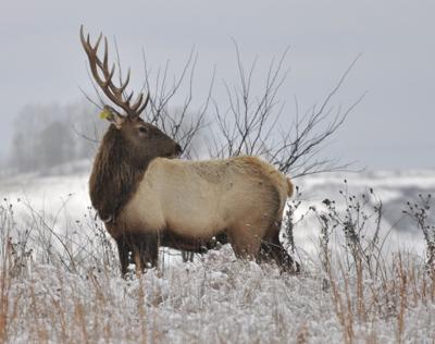 WV to get more elk, this time from Arizona