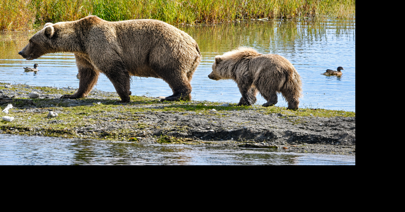 In the Know: Fat Bear Week narrows down the competition for last 2 days of voting