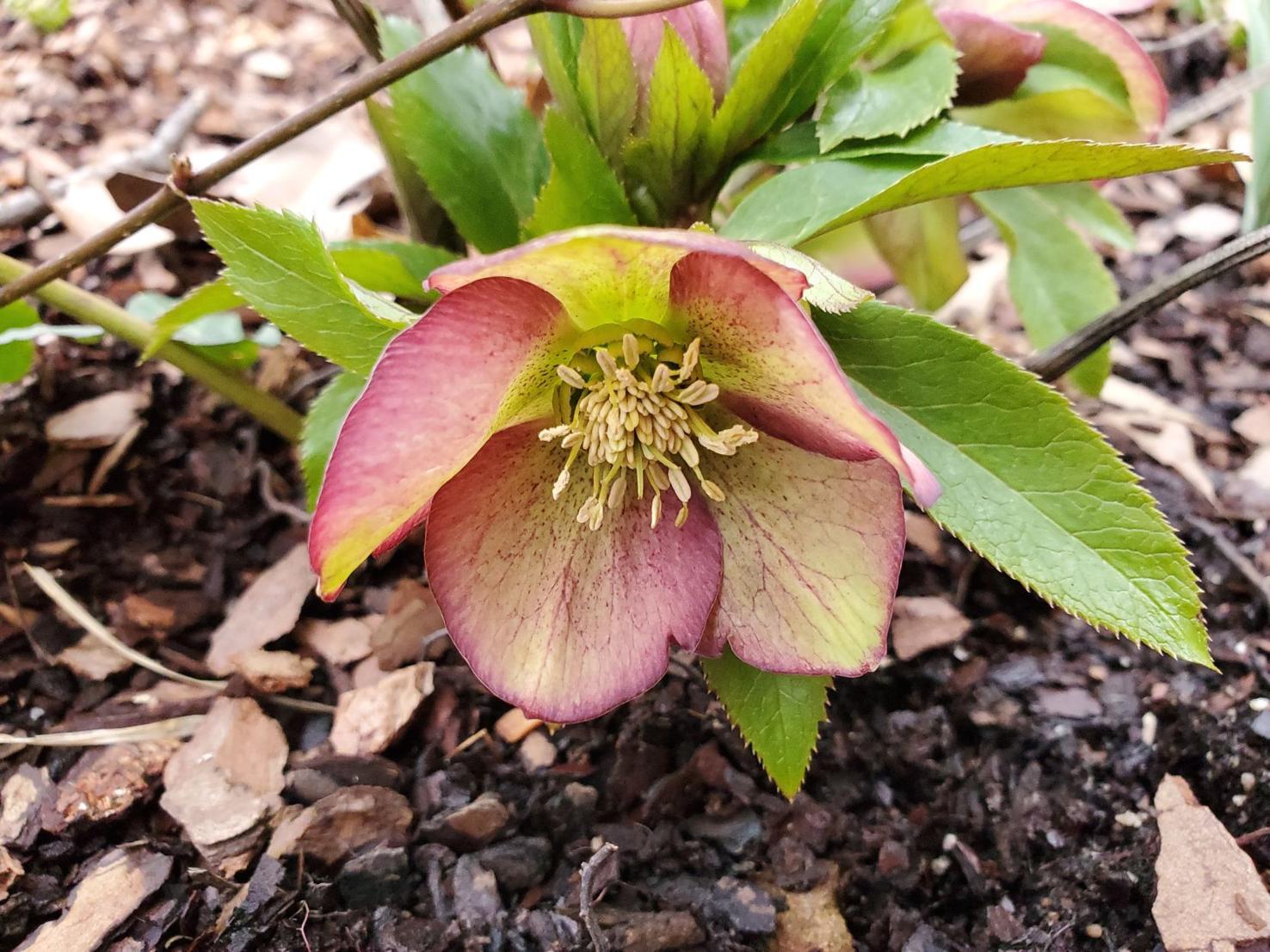 Good to Grow It's coming up Lenten roses Gardening