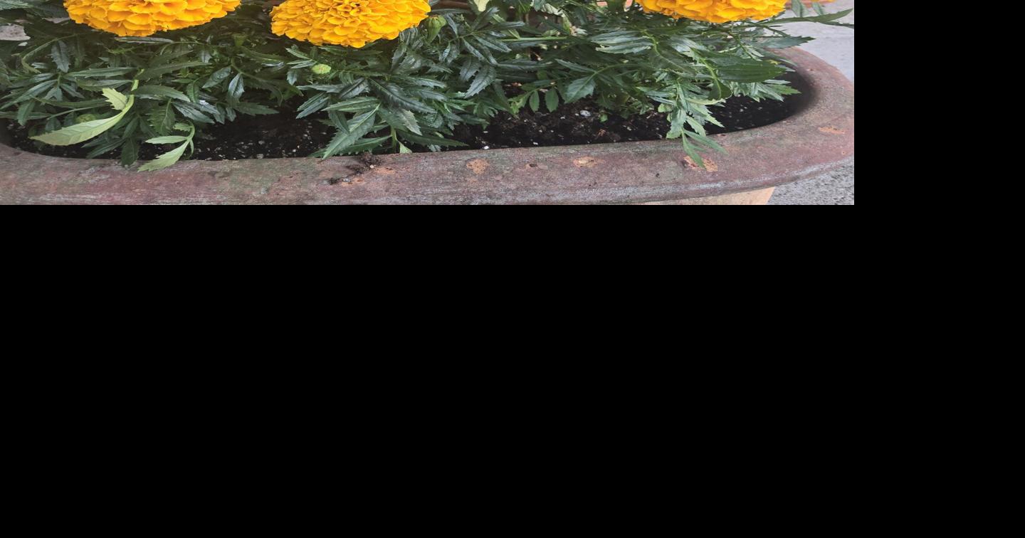 June 13 2026 marigolds.jpg