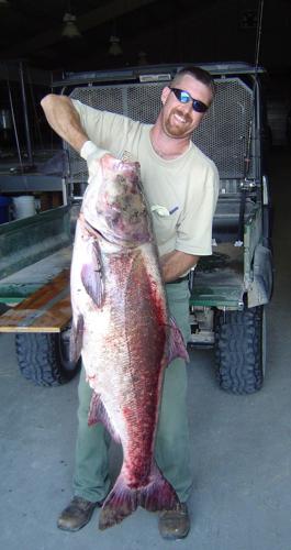 Huge Asian carp found in Ohio River; are there more to come