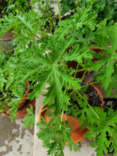 20220731-gm-garden.jpg