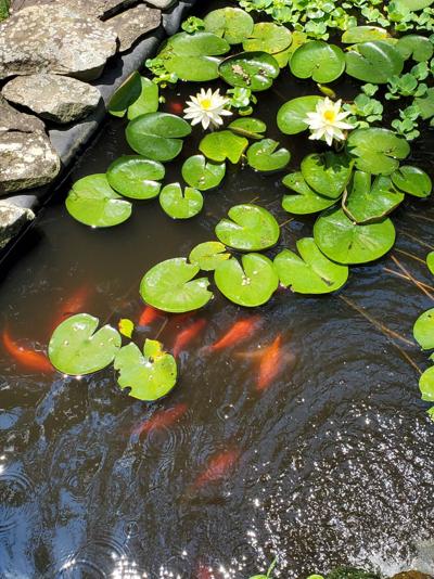 Good to Grow: Lily pads and fish ponds | Gardening | wvgazettemail.com