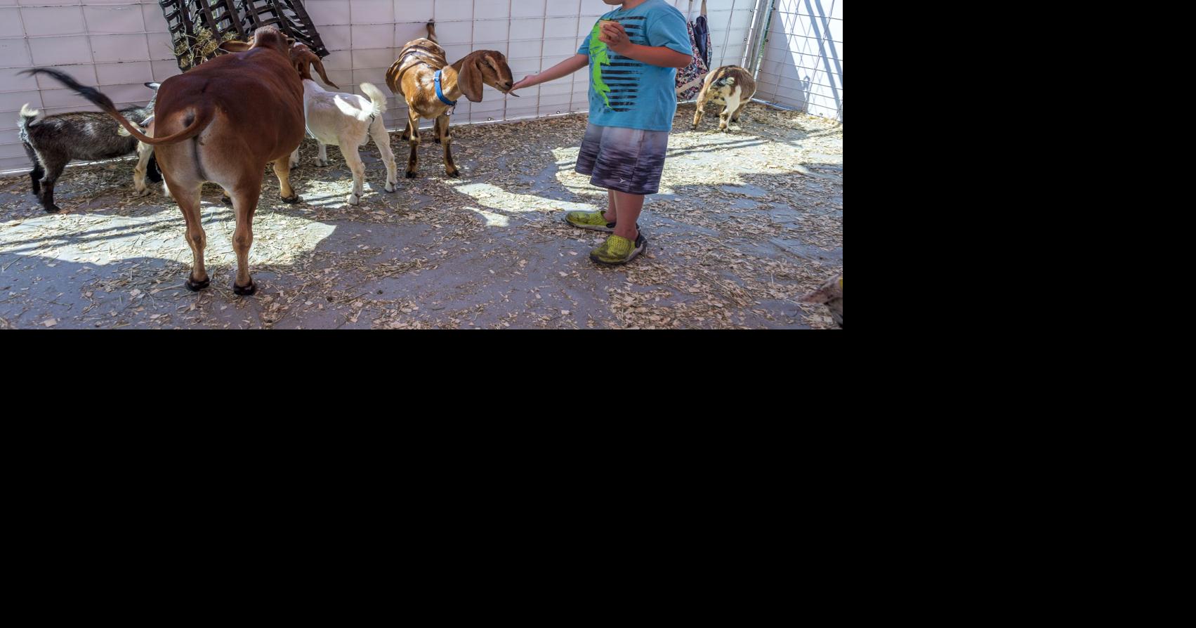 Locations, dates listed for the Great American Petting Farm 2023 West