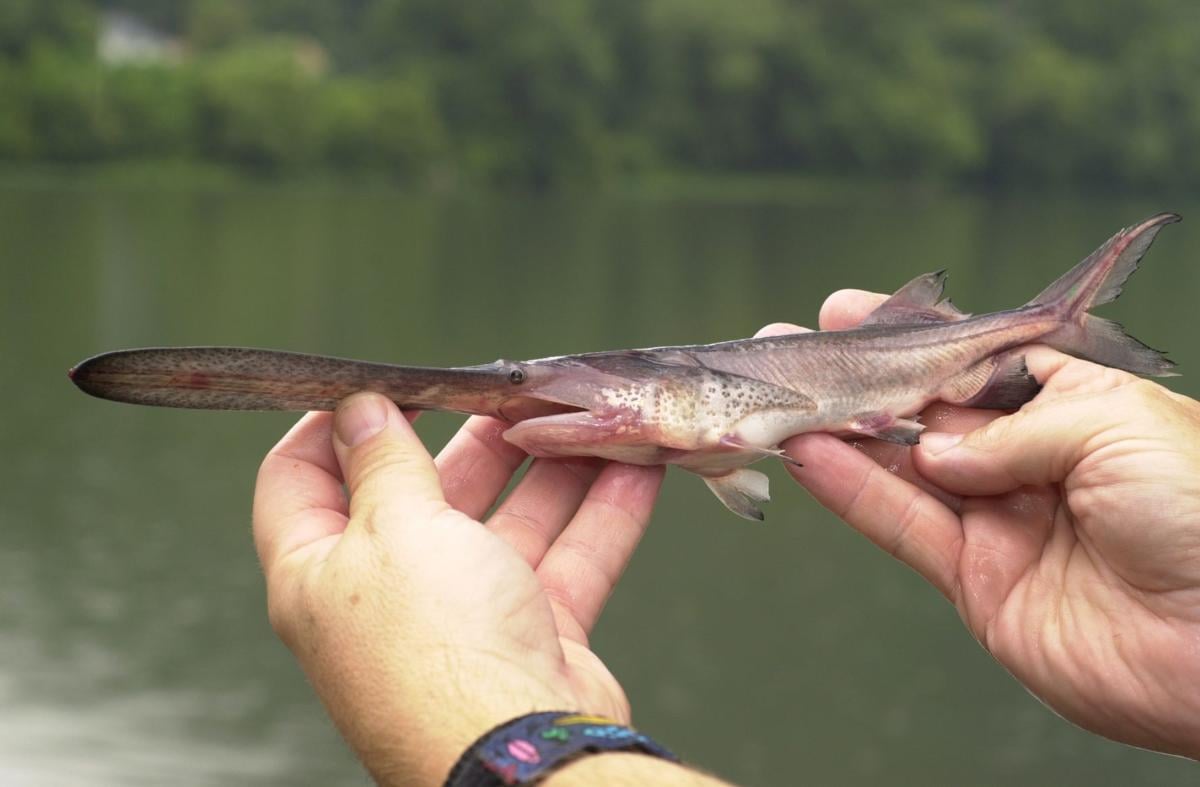 hatchery issues force wv dnr to halt paddlefish sturgeon stockings