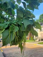 Good 2 Grow: An Indian Bean Tree