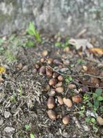 Acorns below a white oak tree.JPEG