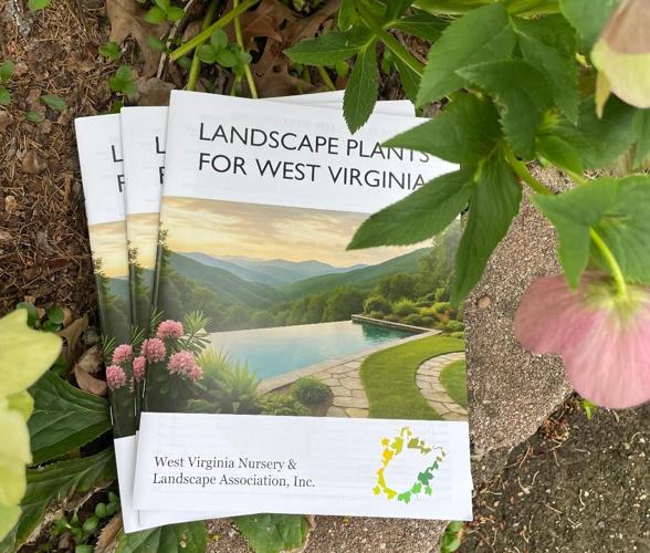 WVNLA publication  2026.jpg