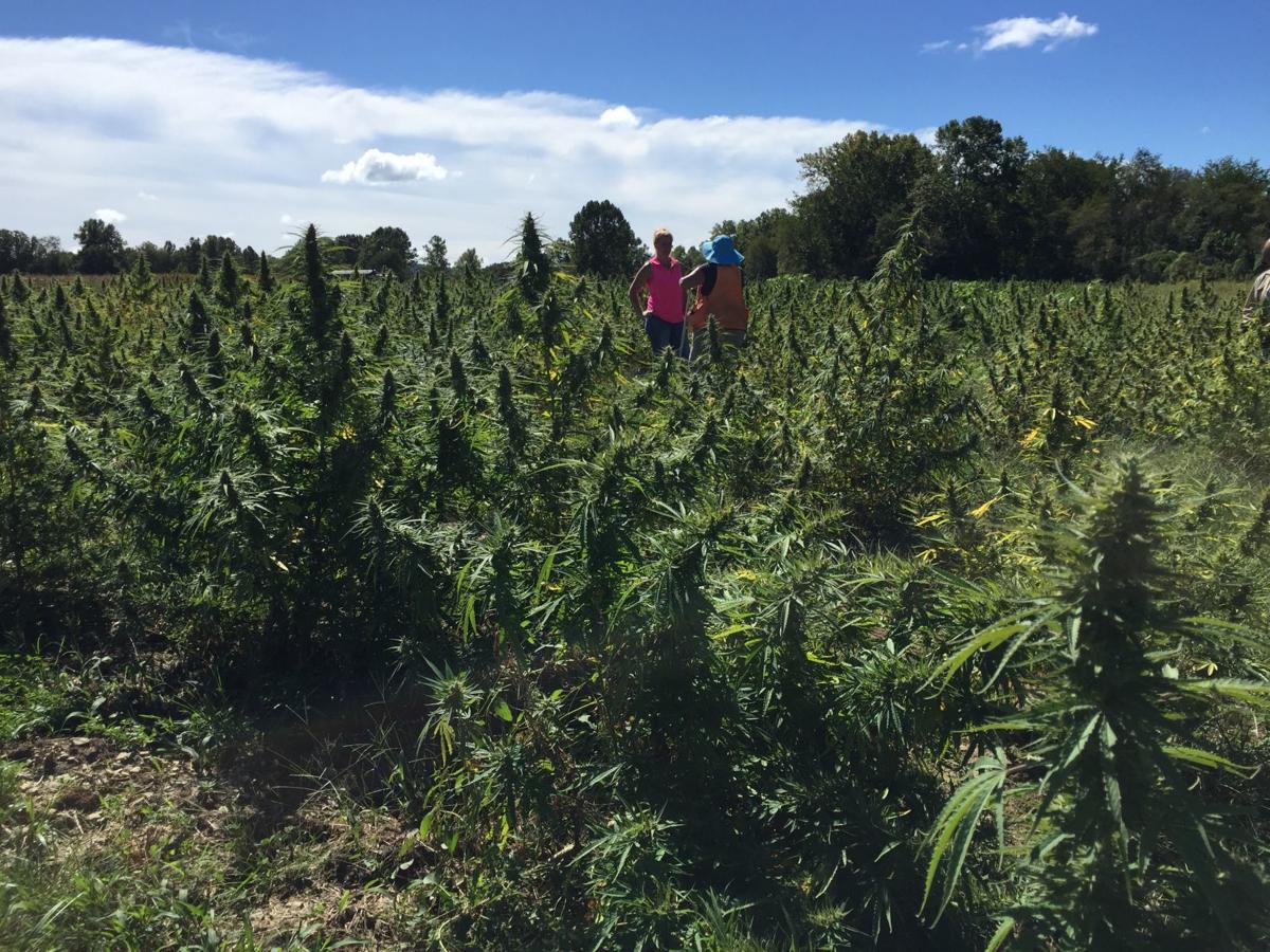 Farmers eye West Virginia for industrial hemp production (Daily Mail WV