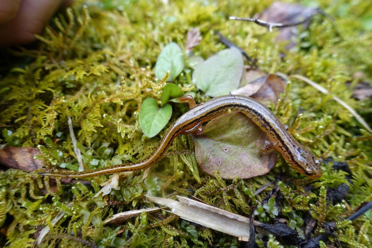 Anglers who catch salamanders for bait need to be careful what