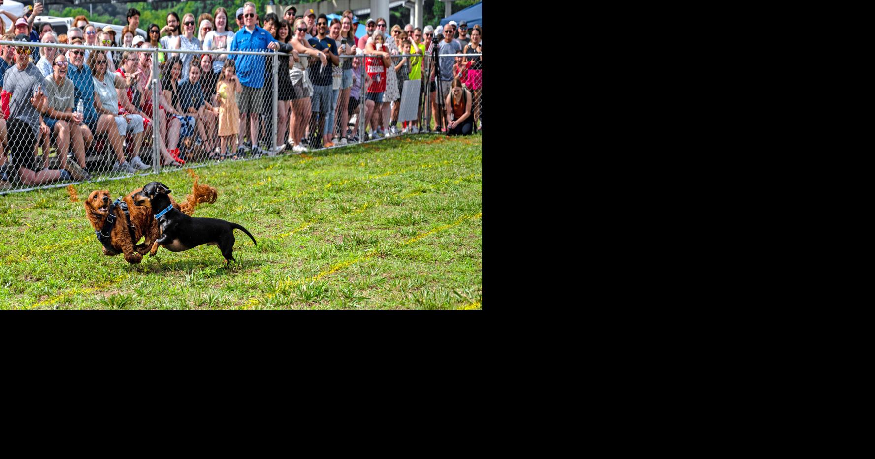 Regatta wiener dog races | | wvgazettemail.com