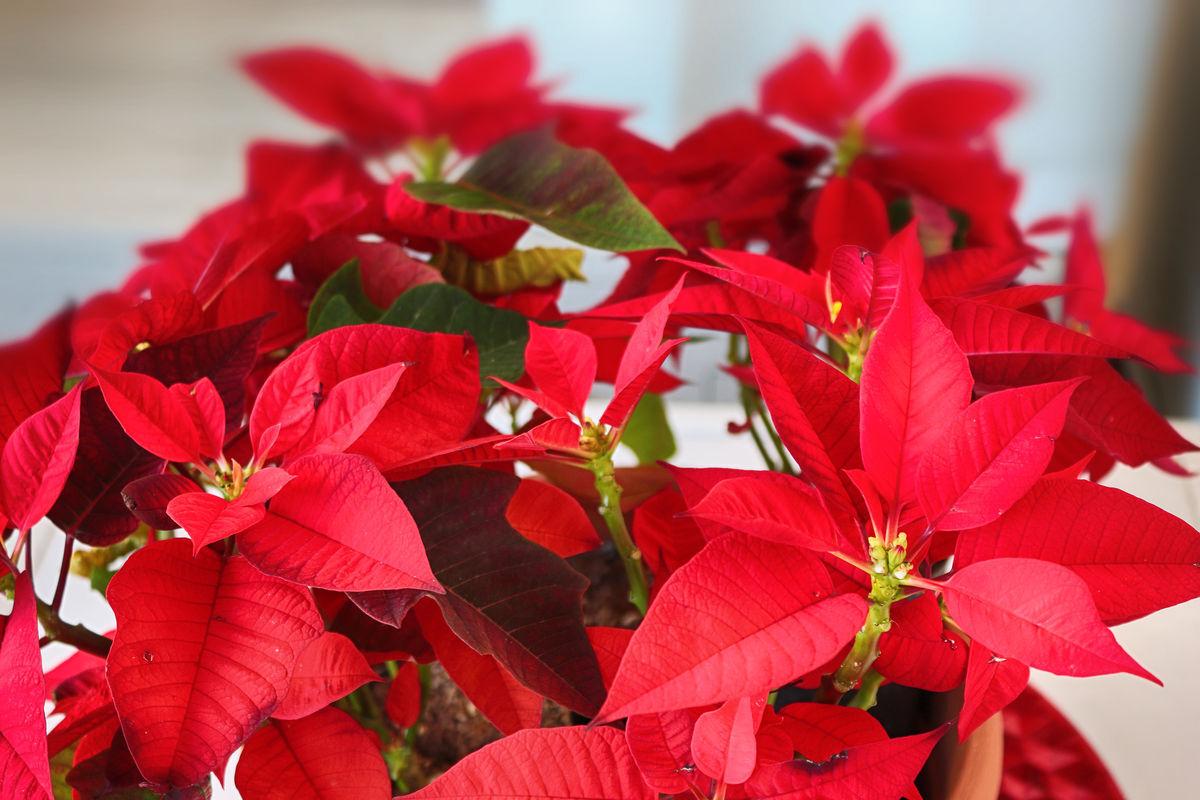 The Ultimate Guide To Poinsettias Care Video Video Poinsettia Care Container Gardening House Plants