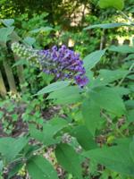 Good to Grow: Butterfly Bush lives up to its name