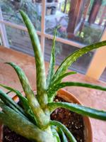 Good 2 Grow: The Case of the Aloe Orphans