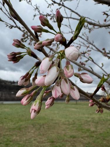 Yoshino cherry blossoms on Magic Island..jpg