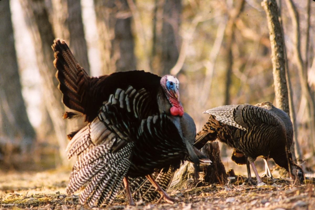 It S A Mixed Bag Outlook For Woodland Birds This Fall In Wv Hunting Fishing Wvgazettemail Com