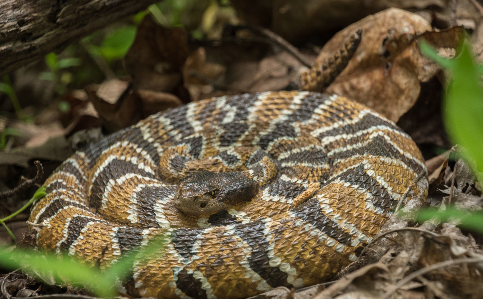NieR 裏起毛 PARKA SNAKE 蛇 Snake replicas will make WV parks' wildlife displays safer