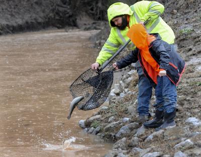 trout stocking8