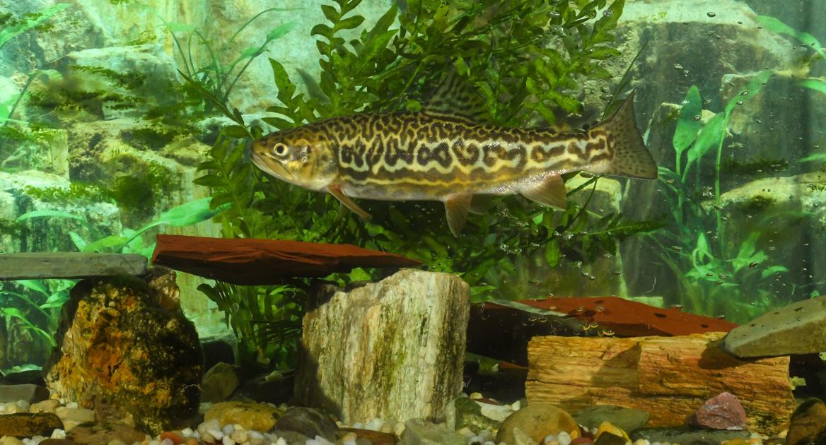 Cross Lanes Man Has A Tiger In His Fish Tank Outdoor Pursuits Wvgazettemail Com
