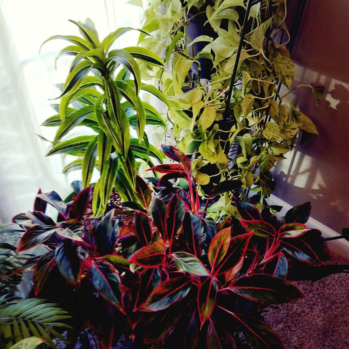 Good To Grow Fighting The Winter Blues With Indoor Plants