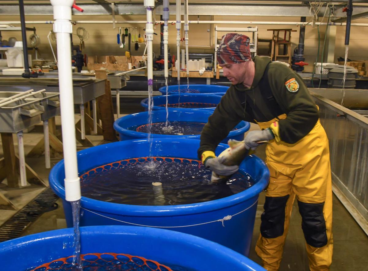 With leaky ponds repaired, WV's Apple Grove Fish Hatchery can return to