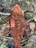 Crunchy leaves on the forest floor.JPEG