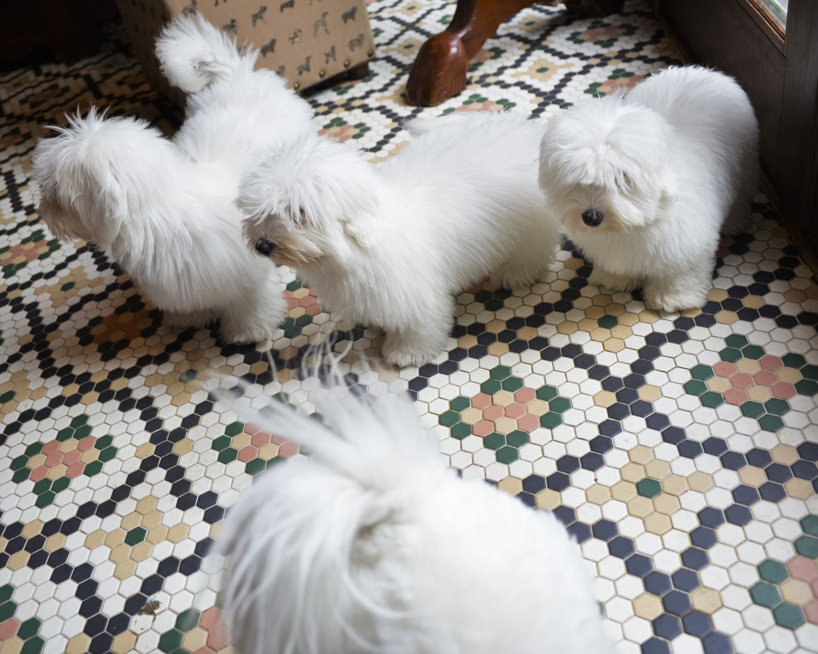 retired coton de tulear for sale