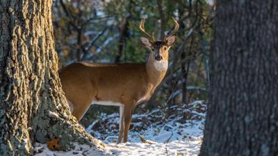 deermuzzle
