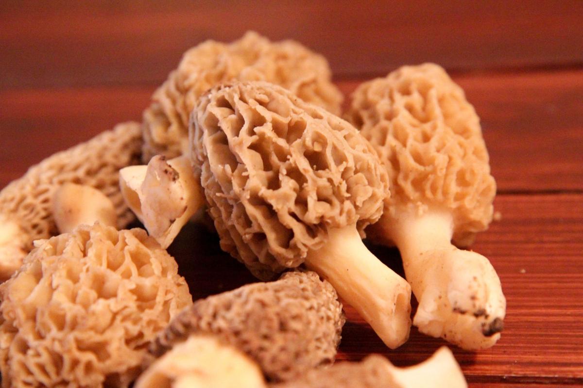 Wv Culinary Team An Ode To The Morel Mushroom Or Merkels Life
