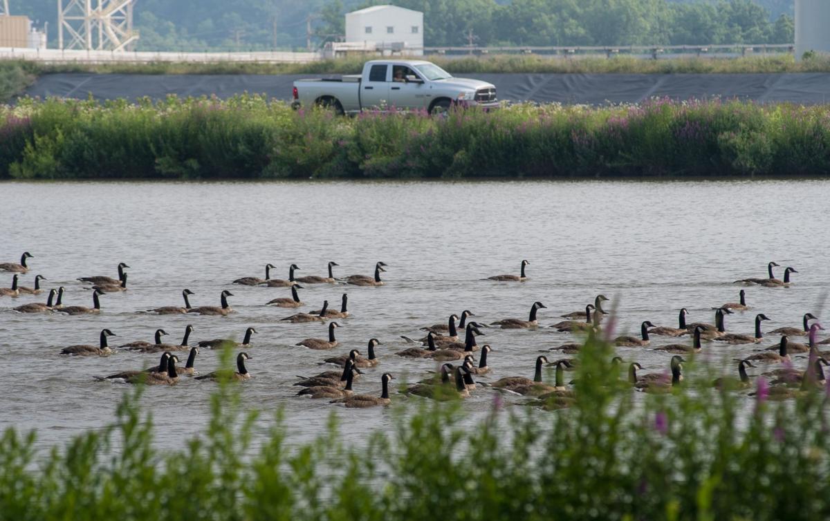 Wv Dnr S Annual Goose Roundup Is A Messy Sweaty Affair Outdoor Pursuits Wvgazettemail Com