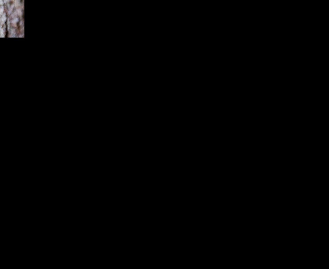 Cicadas