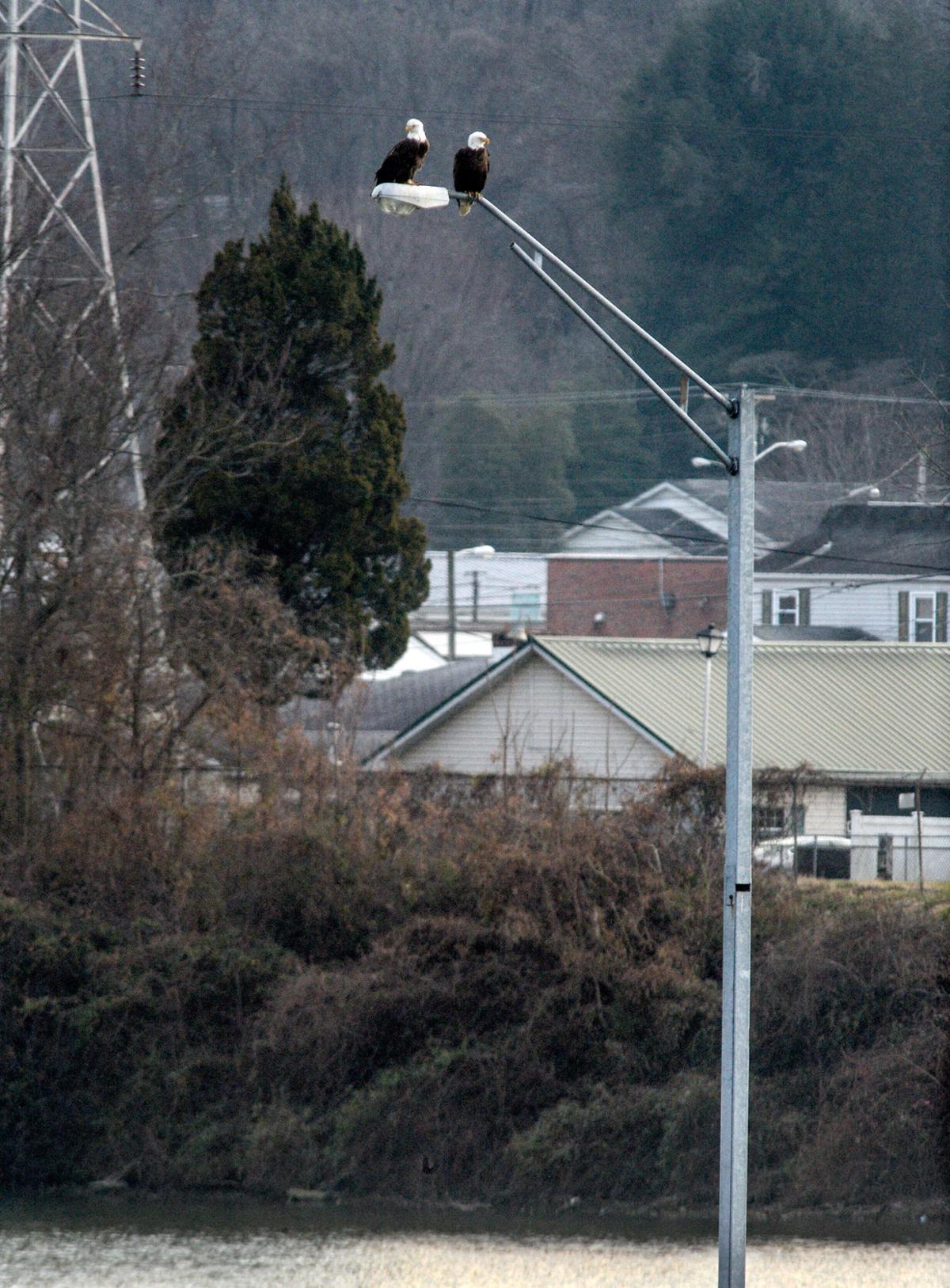 Bald eagles at the Marmet Locks