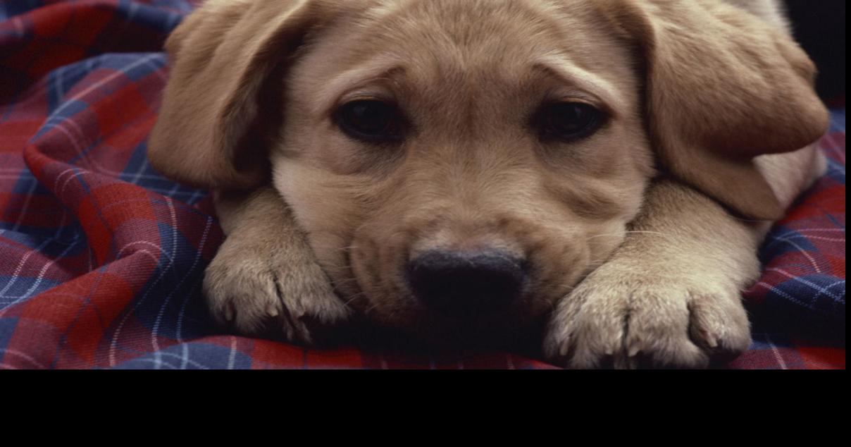 Ask the Vet When should I get my pet fixed? Ask the Vet