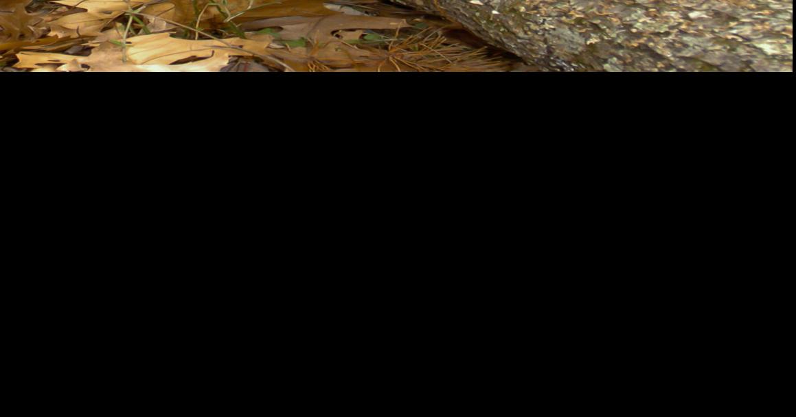 As early as 2024, Australians might be able to eat quail grown in laboratories 5f1c76a602aeb.preview