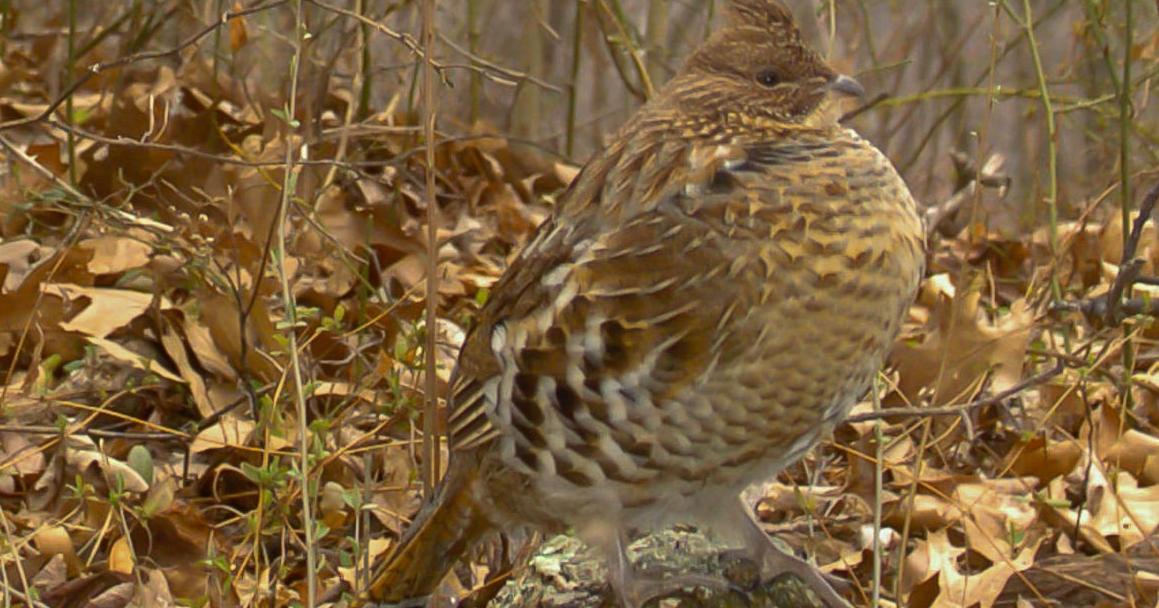 As early as 2024, Australians might be able to eat quail grown in laboratories As early as 2024, Australians might be able to eat quail grown in laboratories 5f1c76a602aeb.preview