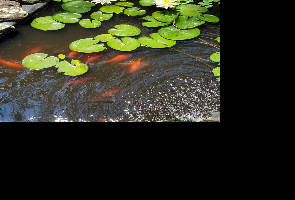 Good To Grow Lily Pads And Fish Ponds Gardening Wvgazettemail Com