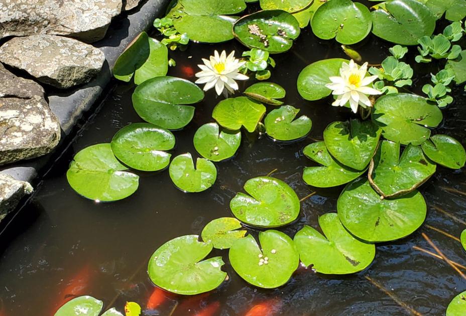 Good To Grow Lily Pads And Fish Ponds Gardening Wvgazettemail Com Good To Grow Lily Pads And Fish Ponds Gardening Wvgazettemail Com