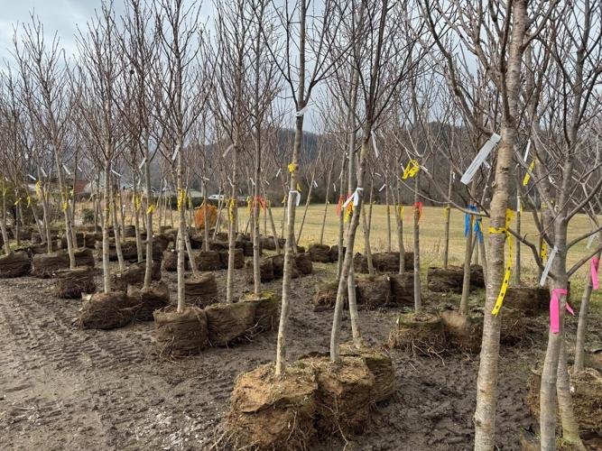 200 trees arrive in mid-February 2026.jpg