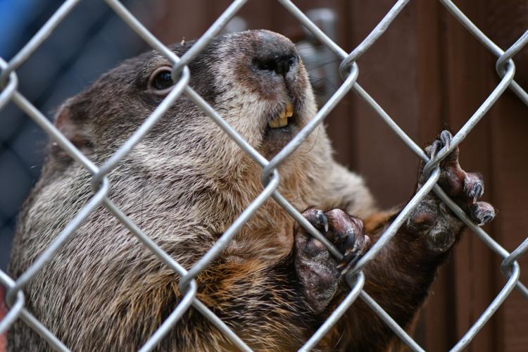 Punxsutawney Phil, French Creek Freddie agree on six more weeks of winter