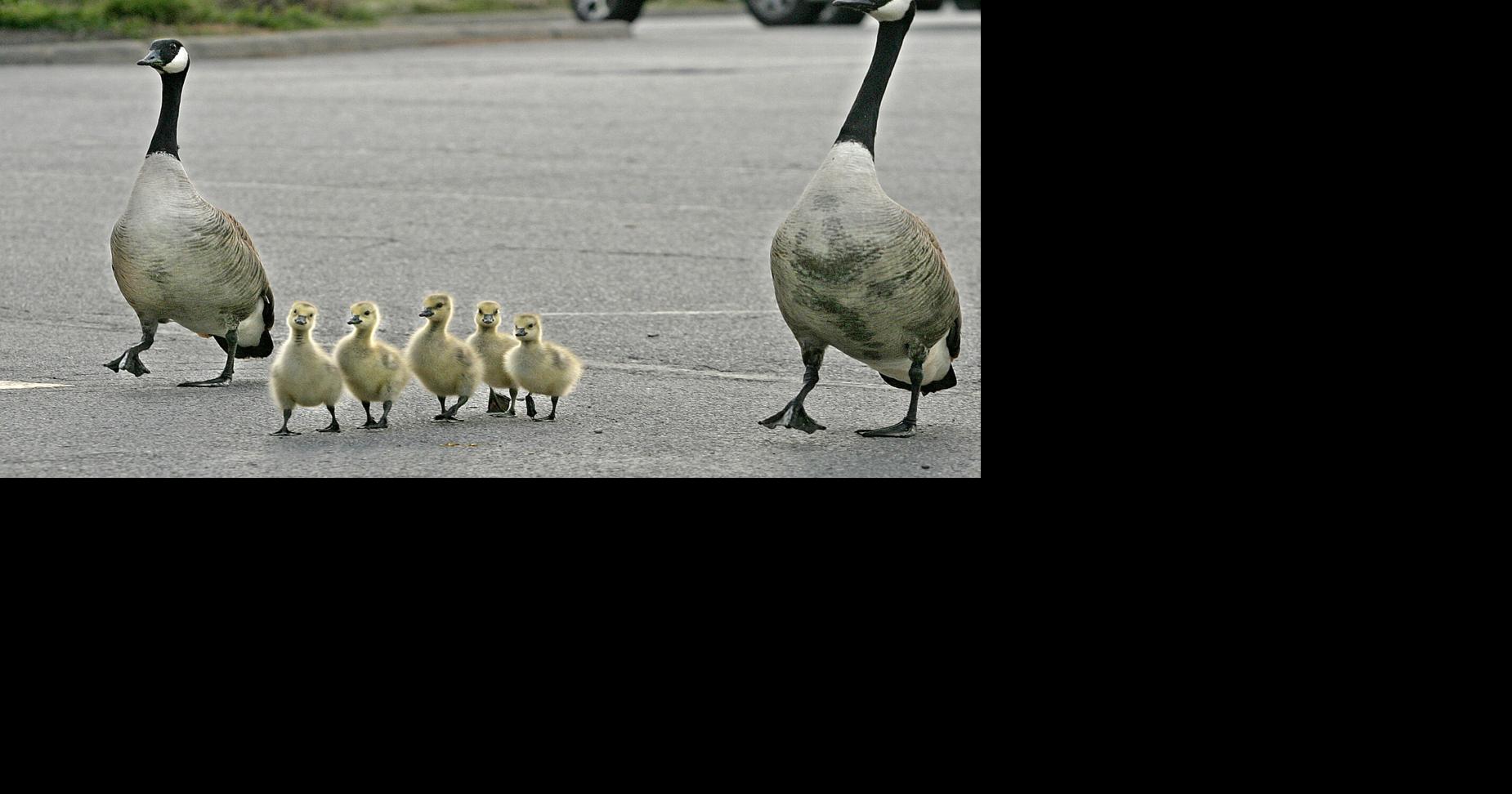 Make way for goslings: How to safely enjoy waterfowl in your neighborhood