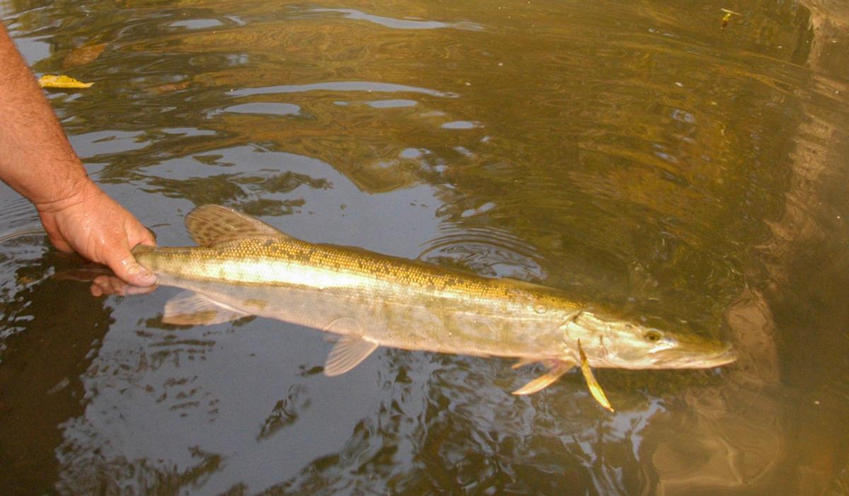Small W Va Creeks Can Yield Some Mighty Big Muskies Outdoor Pursuits Wvgazettemail Com
