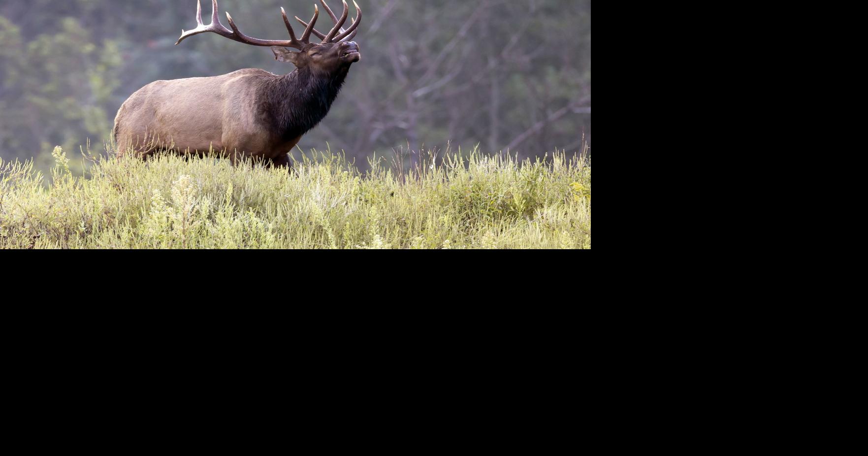 Elk tours return to Chief Logan State Park this fall; here's what you need to know